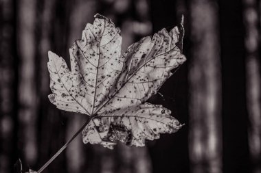 yakın plan - siyah arkaplan ile beyaz bir yaprak