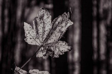 Ormanda siyah ve beyaz yaprak