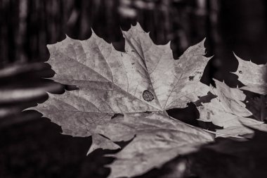 Sonbahar yaprağı, bitki yaprakları.