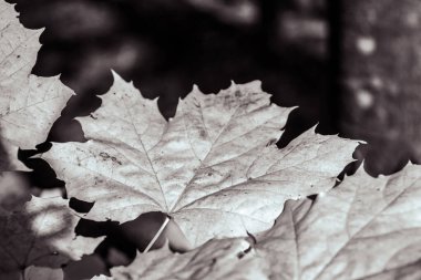 Sonbahar akçaağaç yaprağı yerde, sonbahar mevsimi