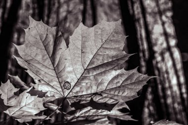 siyah ve beyaz yaprak dokusu arkaplanı