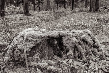 Siyah beyaz bir ağaç.
