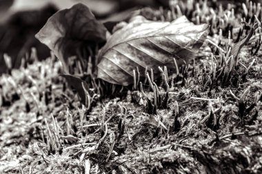 Ormanda yosun kaplı yapraklar.