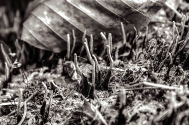 Arkaplanı bulanık bir ağacın siyah beyaz fotoğrafı