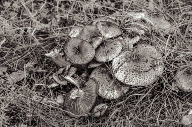 Yeşil yosun arkaplanındaki mantarlar