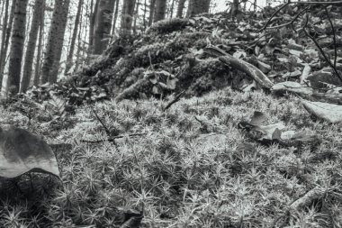 Ormanın güzel manzarası