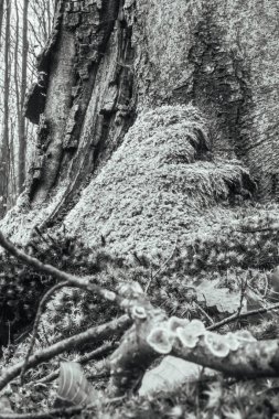 Ormanın gövdesindeki ağaç kökleri