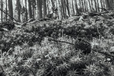 Dağlardaki çam ormanı