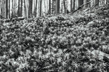 bir ağacın siyah beyaz fotoğrafı