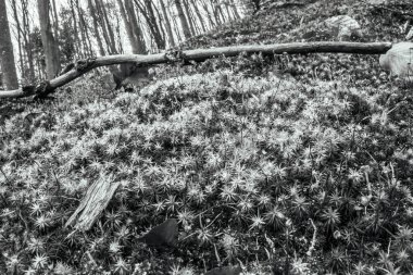 Ormandaki bir çam ağacının siyah beyaz fotoğrafı.