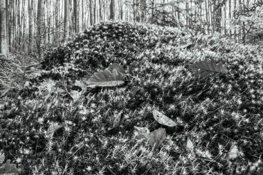 Doğanın güzel manzarası