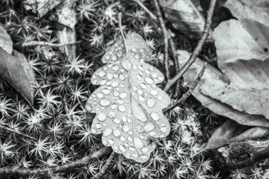 Palmiye yapraklı güzel tropikal arkaplan, siyah, beyaz, koyu ve koyu renkler.