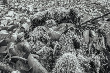 Kurumuş siyah ve beyaz arka planda kuru yapraklar. sonbahar doğa arkaplanı