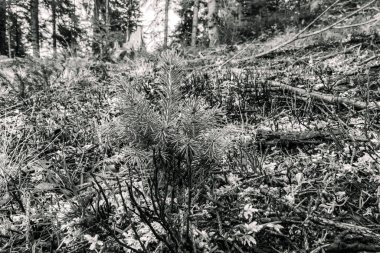 Ormandaki çam ağacı, siyah ve beyaz