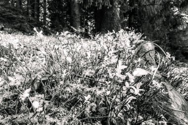 ormanda siyah beyaz çiçekler