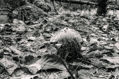Ormanın güzel manzarası
