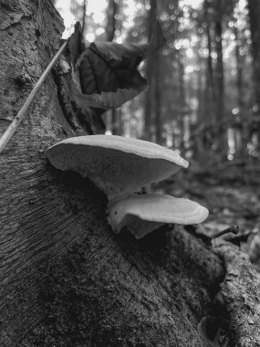 Ormanda büyüyen mantar