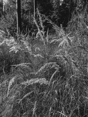 siyah ve beyaz fotoğraf, orman bitkileri, doğa ve orman, doğal manzara.