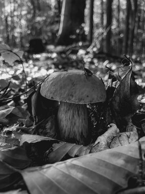 Ormandaki bir mantarın siyah beyaz görüntüsü