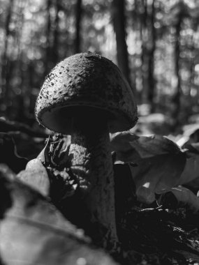 Sonbaharda ormanda mantar