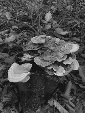 Ormandaki bir ağaç kütüğünün yakından görüntüsü.