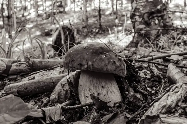 kütük üzerinde mantar