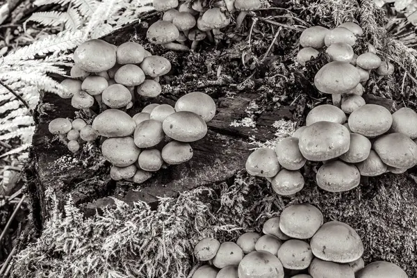 Ormanda bir grup siyah mantar.