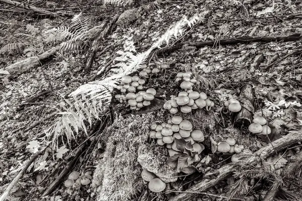 bir ağacın siyah beyaz fotoğrafı