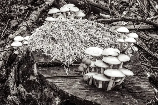 Eski tahta kutuda mantarlar