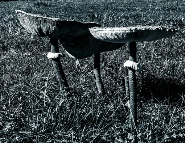 bir kuşun siyah beyaz fotoğrafı