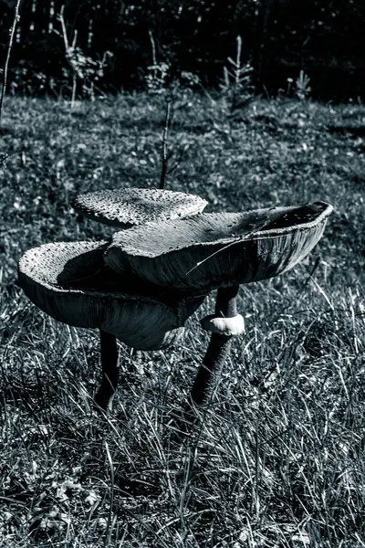 bir kuşun siyah beyaz fotoğrafı