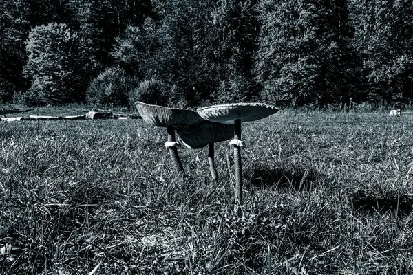 Ormandaki genç adamın siyah beyaz görüntüsü.