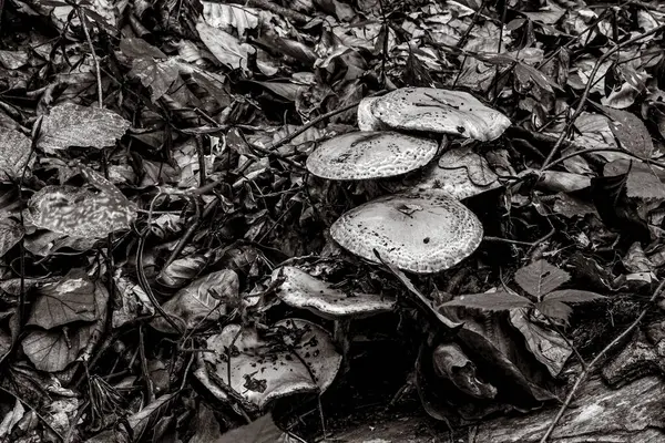 bir ağacın siyah beyaz fotoğrafı