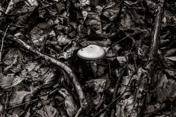 Ormanda beyaz mantar.