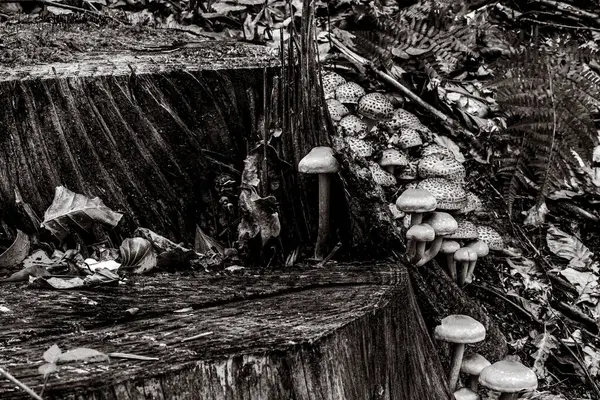 Ormanda mantarlar, siyah ve beyaz