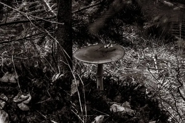 Ormandaki bir mantarın siyah beyaz fotoğrafı