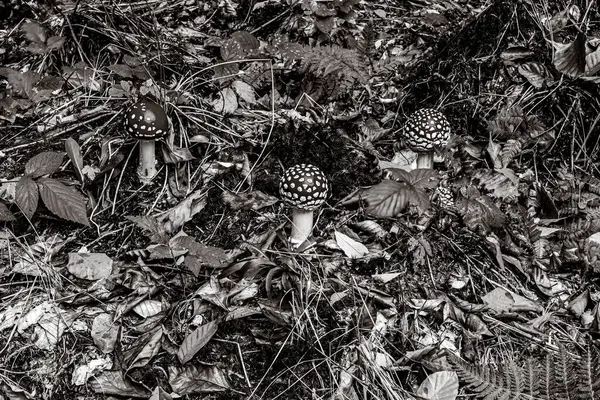 Yerdeki bitkilerin güzel bir görüntüsü