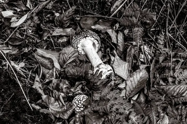 Yerde ölü bir kafatasının yakın çekim görüntüsü.