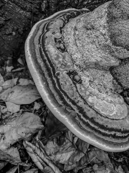 Ormandaki siyah beyaz mantarın yakın çekimi.