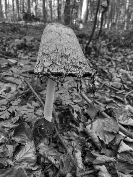 Sonbaharda ormanda mantar