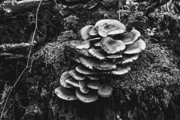 Ağaç gövdesindeki yosunların yakın plan fotoğrafı.