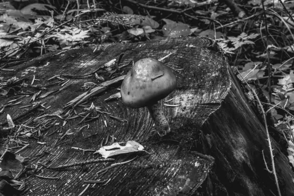 Ormanda mantar. Ormanda mantar.