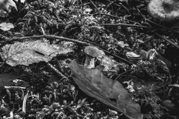 bir ağacın siyah beyaz fotoğrafı