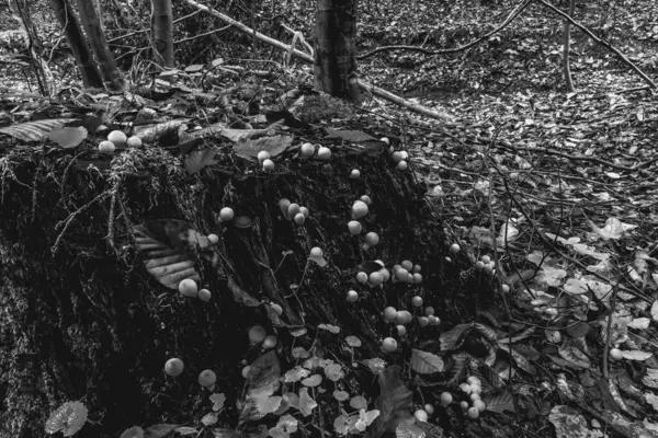 Ormandaki bir ağacın siyah beyaz fotoğrafı