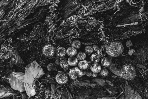 bir ağacın siyah beyaz fotoğrafı