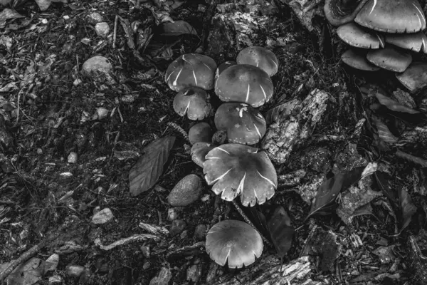 Ormanda siyah beyaz mantar