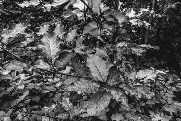 Yaprakları olan güzel bir sonbahar ormanı