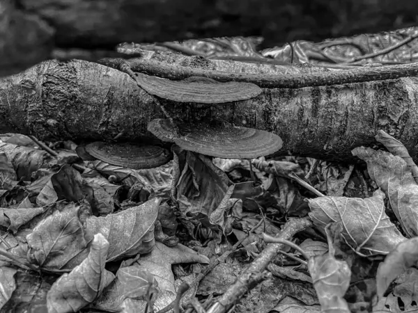 Ormanda, doğada ve arka planda mantarlar