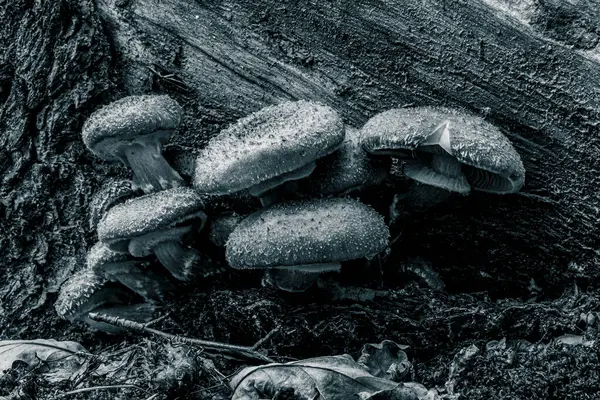 Ormandaki mantarlar. Ormanda siyah mantar.