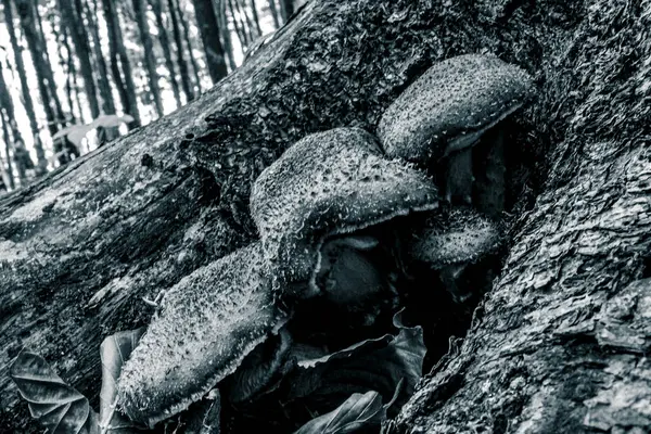 Sonbahar ormanında siyah mantar.